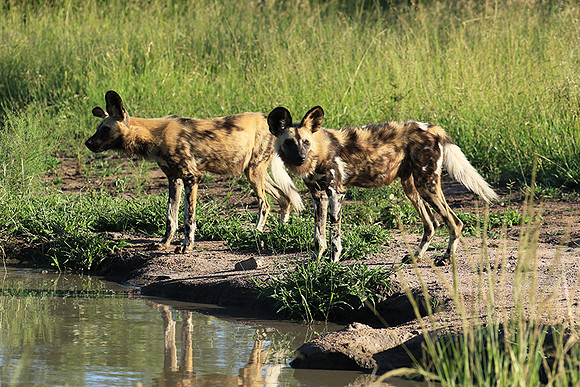 Londolozi Game Reserve