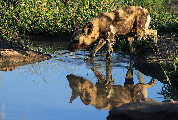 Londolozi game reserve