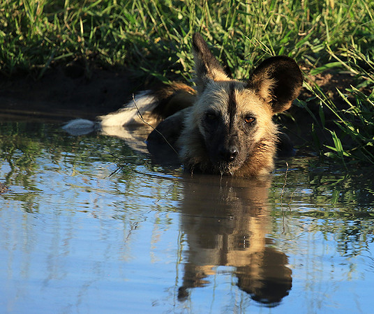 At Londolozi game reserve