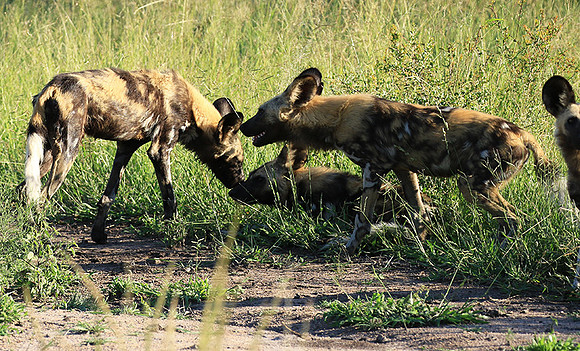 Londolozi Game Reserve