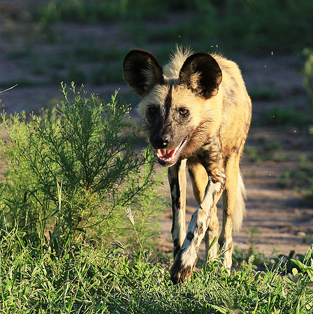At Londolozi game reserve
