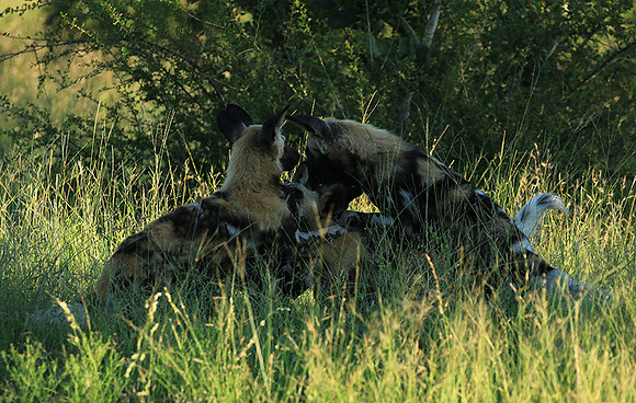 At Londolozi game reserve