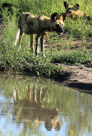 Londolozi Game Reserve