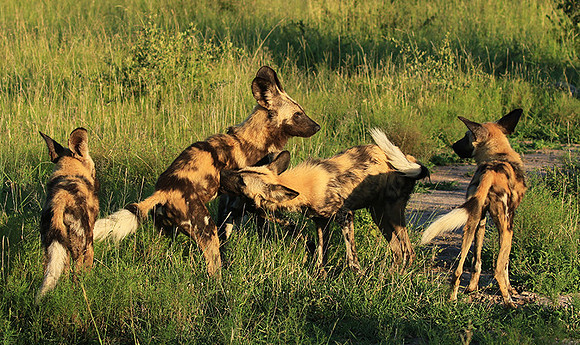 At Londolozi game reserve