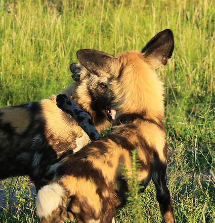 At Londolozi game reserve