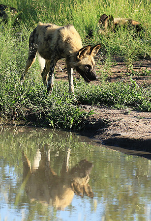 Londolozi Game Reserve