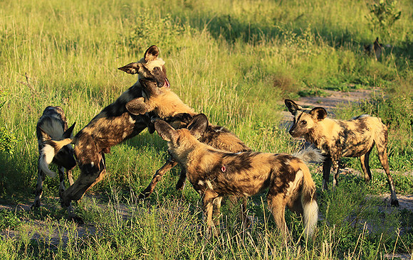 At Londolozi game reserve