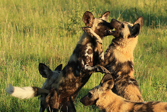 Londolozi game reserve