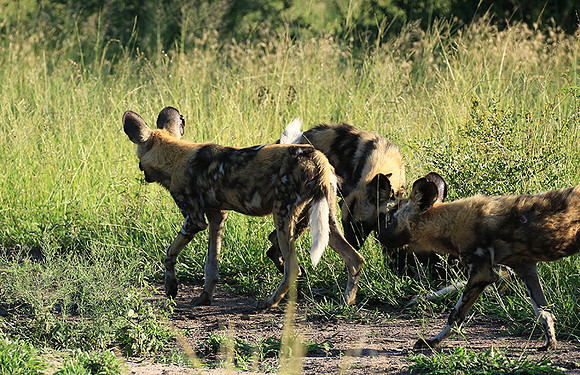 Londolozi Game Reserve