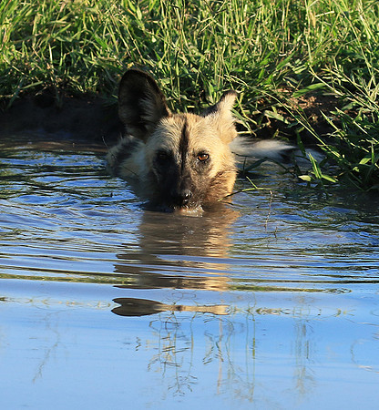 At Londolozi game reserve
