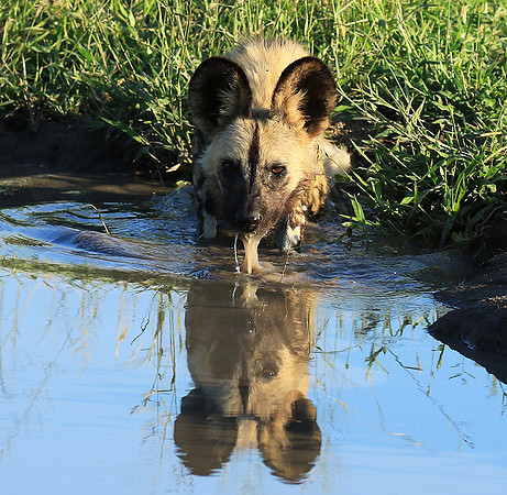 At Londolozi game reserve