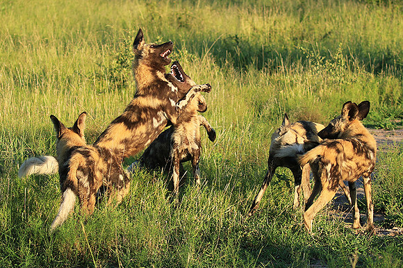 At Londolozi game reserve