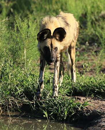 Londolozi Game Reserve