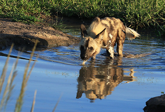 Londolozi game reserve