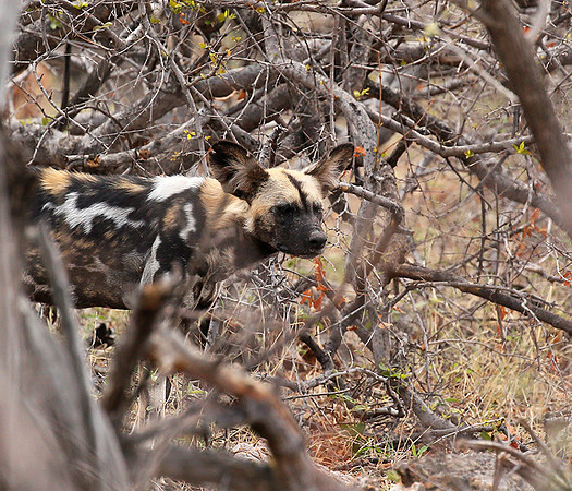 At Madikwe game reserve