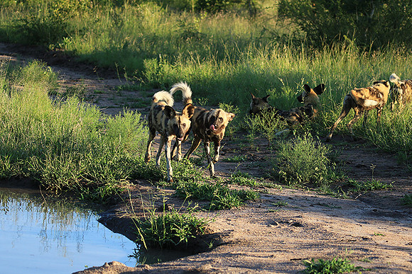 At Londolozi game reserve