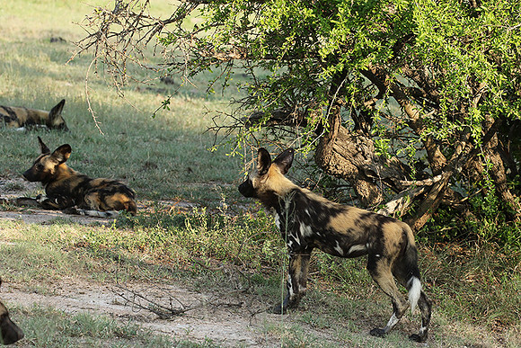 At Lion Sands