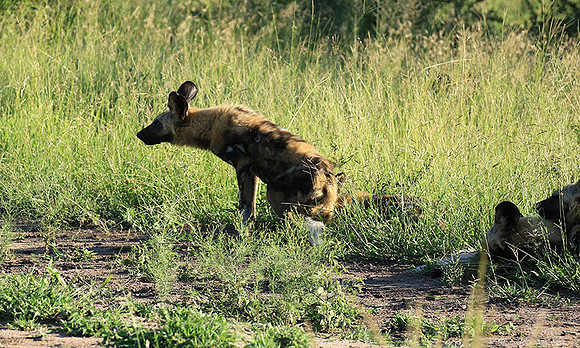 Londolozi Game Reserve