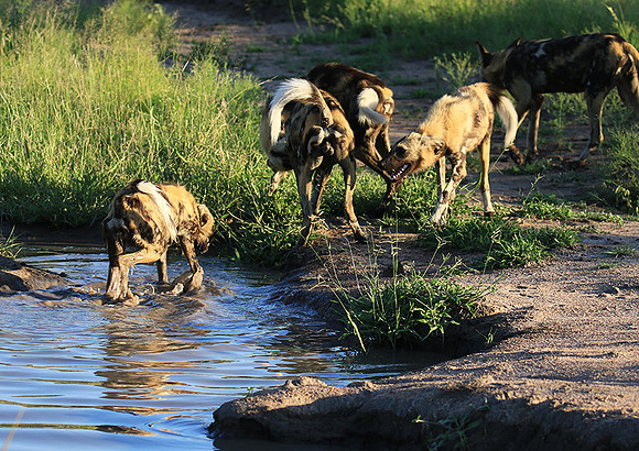 At Londolozi game reserve