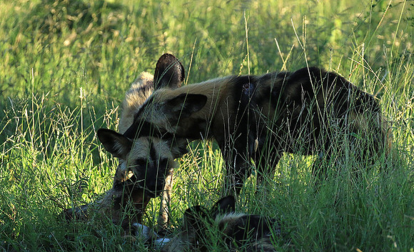Londolozi Game Reserve