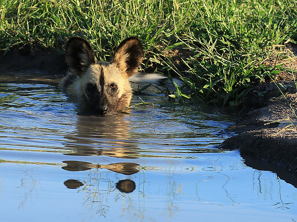 At Londolozi game reserve
