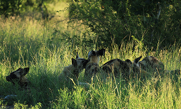 At Londolozi game reserve