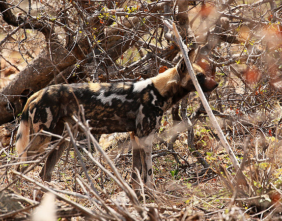 At Madikwe game reserve