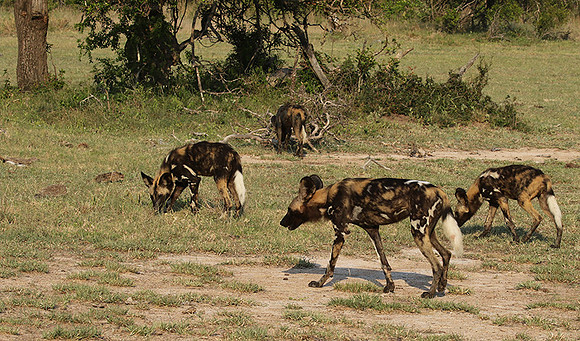 At Lion Sands