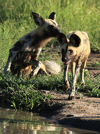 Londolozi Game Reserve