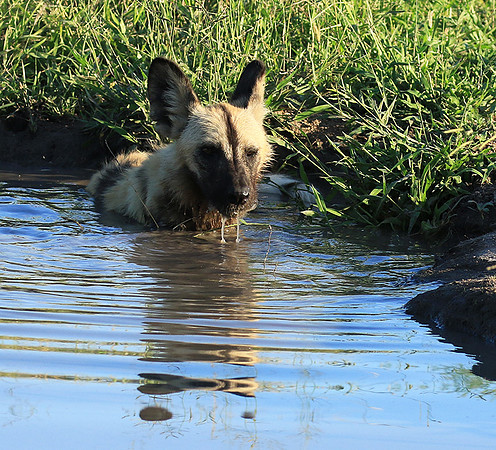 At Londolozi game reserve