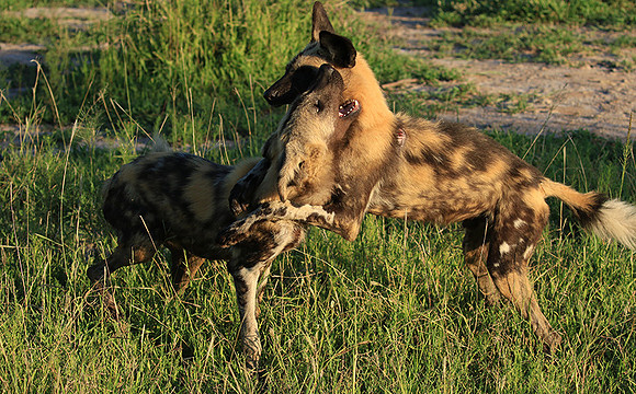 At Londolozi game reserve
