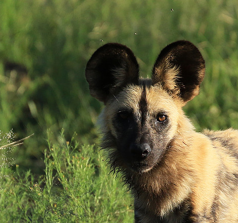 Londolozi Game Reserve