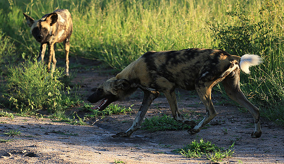 At Londolozi game reserve