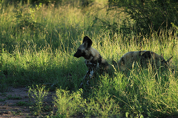 At Londolozi game reserve