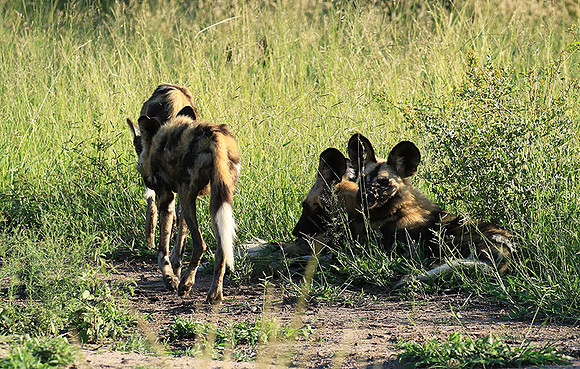 Londolozi Game Reserve
