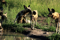 Wild dogs