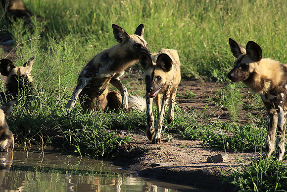 Londolozi Game Reserve
