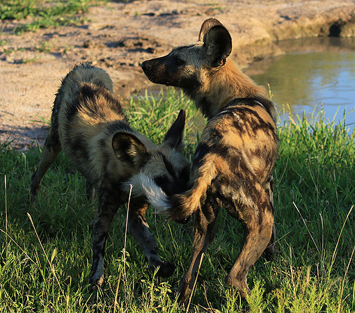 At Londolozi game reserve