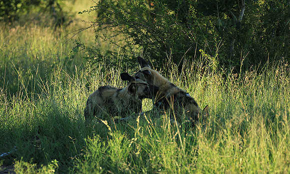 At Londolozi game reserve
