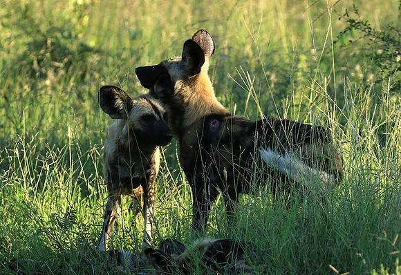 Londolozi Game Reserve