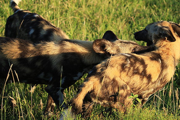 At Londolozi game reserve