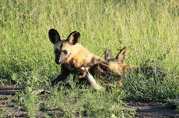 Londolozi Game Reserve