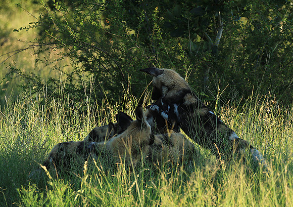 At Londolozi game reserve