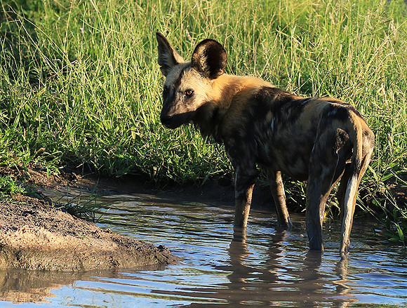 At Londolozi game reserve