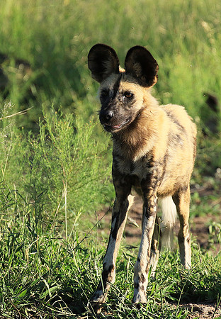 Londolozi Game Reserve