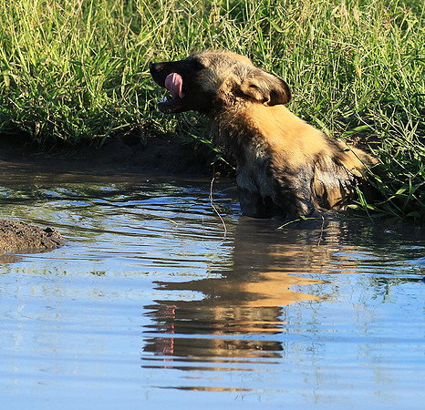At Londolozi game reserve