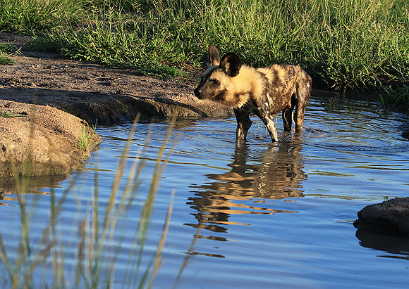 Londolozi game reserve