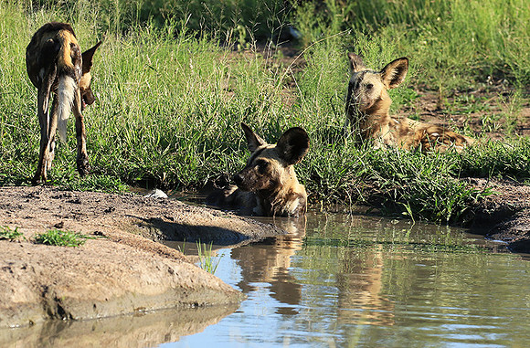 Londolozi Game Reserve