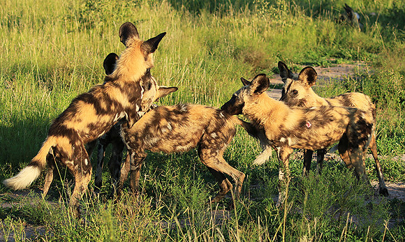 At Londolozi game reserve