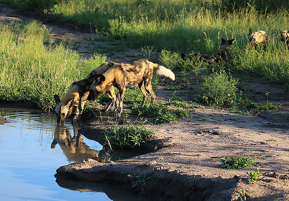 At Londolozi game reserve